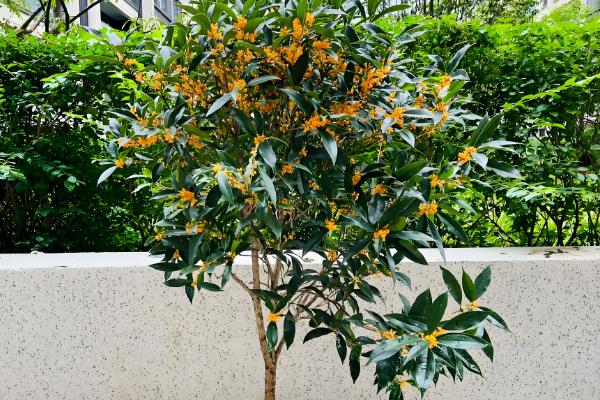 桂花树的栽培方式,适合种植在微酸性土壤中