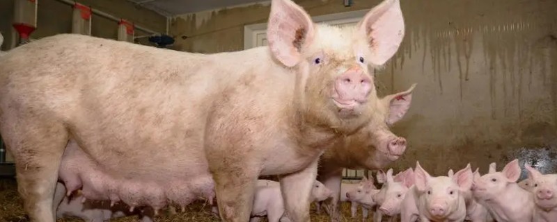 母猪配种当天要不要喂食，饲喂后可为它提供能量