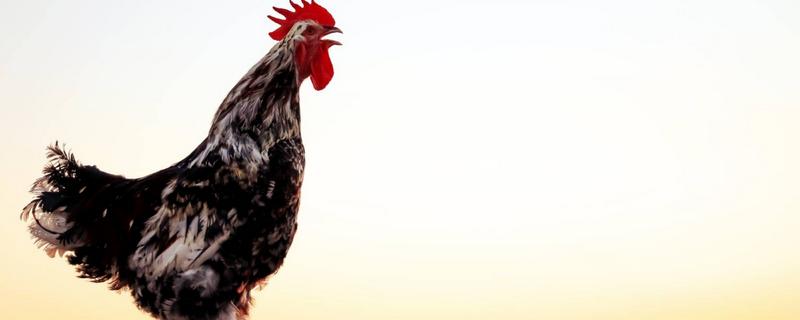 为什么大公鸡会打鸣，以此展示自己强大的能力