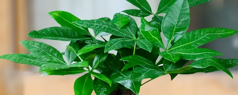 发财树冬天怎么养，应摆放到采光比较好的地方养