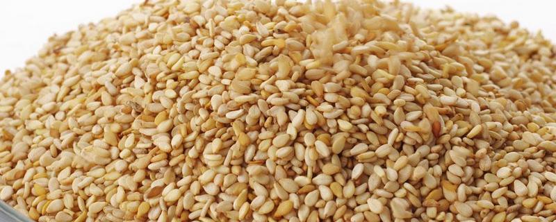 芝麻简介，是一年生直立草本植物