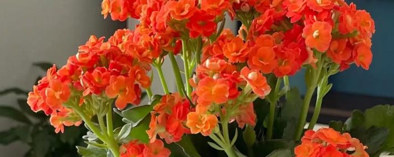 长寿花叶片中有虫如何解决，出现蚜虫可喷施氧化乐果