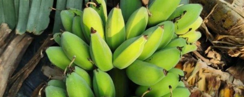 广东省高州市的水果特产，有高州香蕉、高州龙眼等