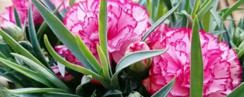 已经开花的康乃馨如何养护，将其移到有充足散射光的地方