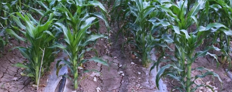 节水滴灌区玉米出苗不好的原因，常见以下人为因素