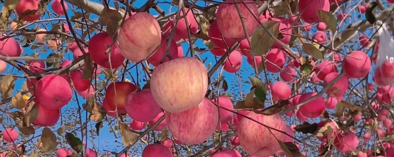 苹果树结果后修剪的原因，能起到预防衰老、促进光合作用等效果