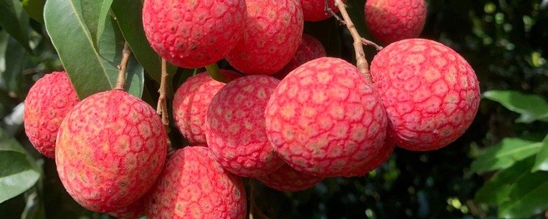 荔枝是几月的水果，是4-7月份的水果