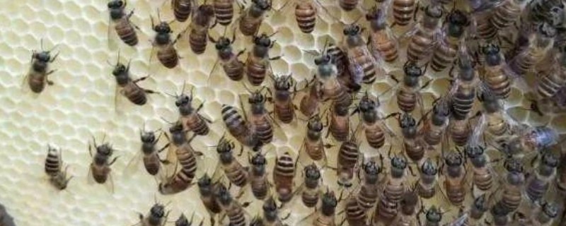 冬天蜂群失王怎么处理，可以并入他群
