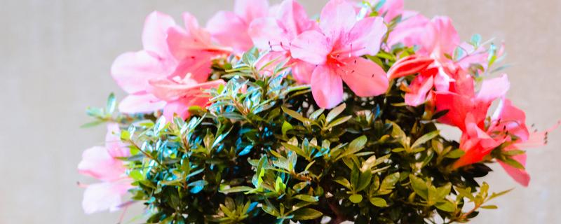 杜鹃换盆后能浇水吗，换盆后是需要浇水的