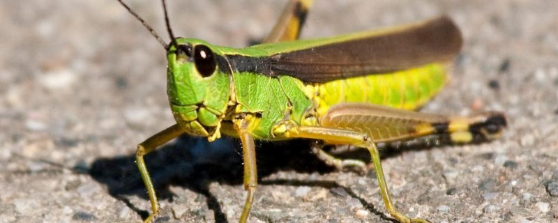 蝗虫和蝈蝈有什么区别，前者属于蝗总科、后者属于螽斯总科