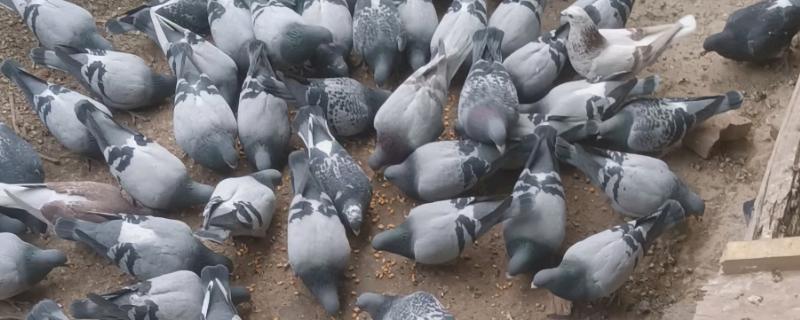 家鸽的饲养方法，重要的是为其搭建一个棚舍