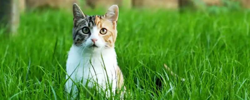 猫什么时候才能吃猫草，没有严格的时间限制