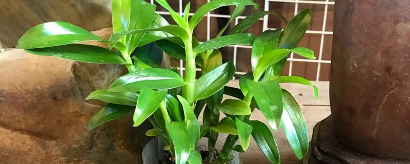 石斛怎样发根，可使用生根剂