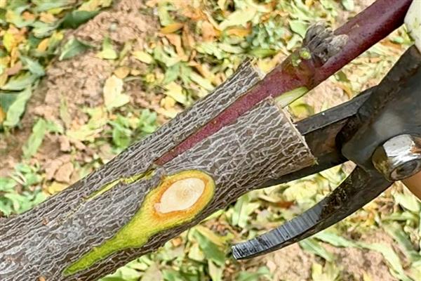 果树的嫁接方式，主要有去皮贴接、劈接等4种方法