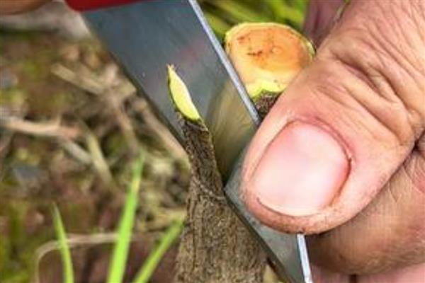 果树的嫁接方式，主要有去皮贴接、劈接等4种方法