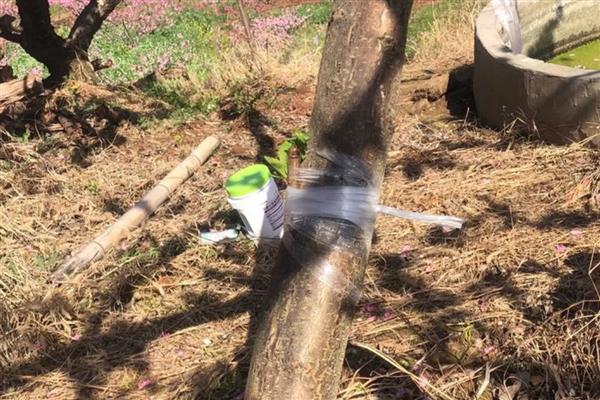 果树的嫁接方式，主要有去皮贴接、劈接等4种方法