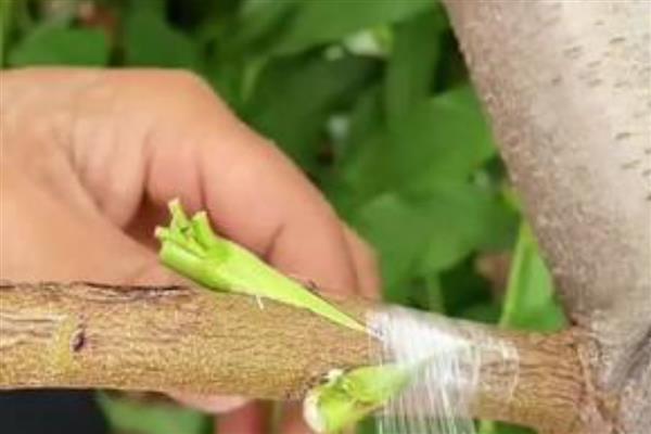 果树的嫁接方式，主要有去皮贴接、劈接等4种方法