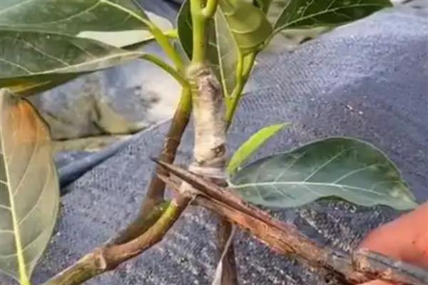 果树的嫁接方式，主要有去皮贴接、劈接等4种方法