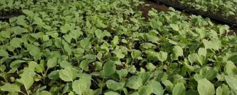 春甘蓝的育苗技术，根据种植地区确定播种时间