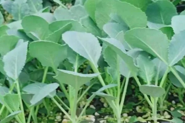 春甘蓝的育苗技术，根据种植地区确定播种时间
