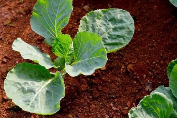 春甘蓝的育苗技术，根据种植地区确定播种时间