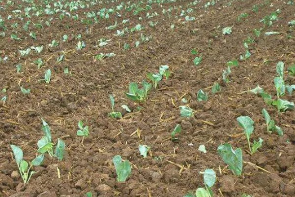春甘蓝的育苗技术，根据种植地区确定播种时间