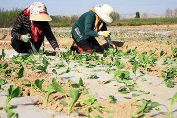 春甘蓝的育苗技术，根据种植地区确定播种时间