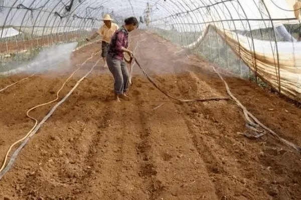 春甘蓝的育苗技术，根据种植地区确定播种时间