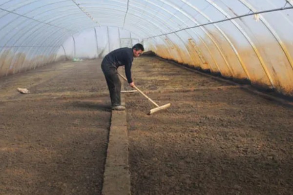春甘蓝的育苗技术，根据种植地区确定播种时间