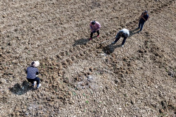 春甘蓝的育苗技术，根据种植地区确定播种时间