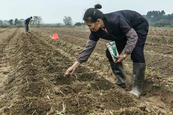 春甘蓝的育苗技术，根据种植地区确定播种时间