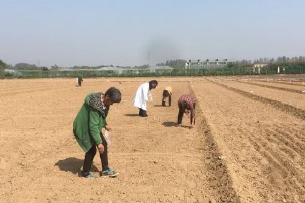 春甘蓝的育苗技术，根据种植地区确定播种时间