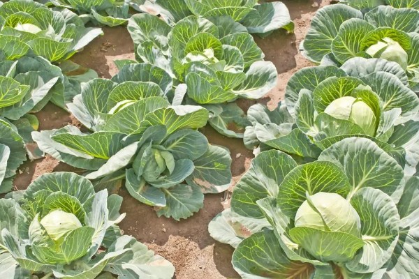 春甘蓝的育苗技术，根据种植地区确定播种时间