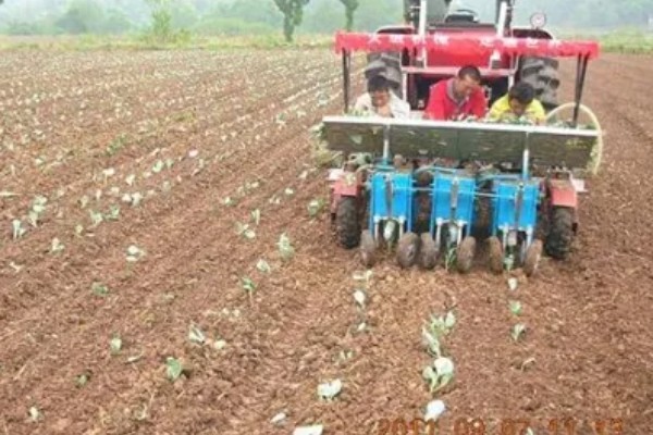 春甘蓝的育苗技术，根据种植地区确定播种时间