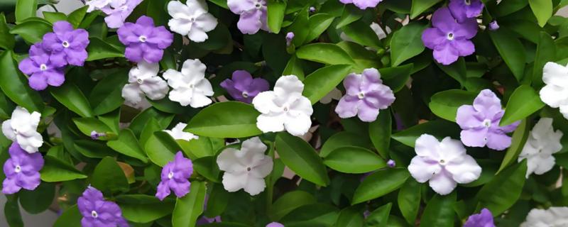 如何养殖鸳鸯茉莉，每隔3天浇一次水