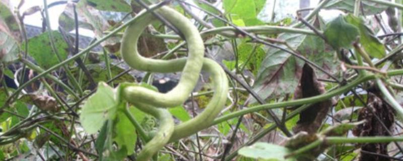 蛇豆能不能用冰箱保存，可以冷藏也能冷冻