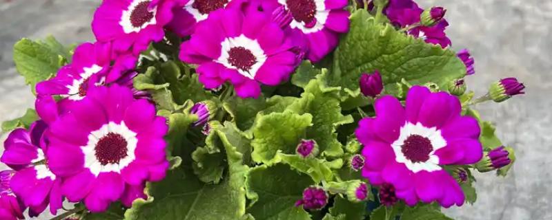 瓜叶菊怎么养殖，现蕾期追施1-2次磷钾肥