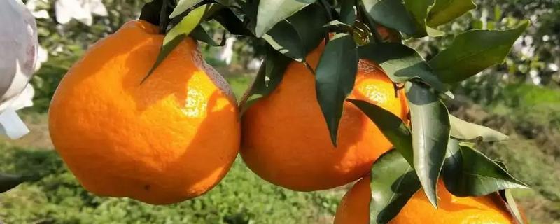 耙耙柑的产地，在我国主产于四川、湖南等省份