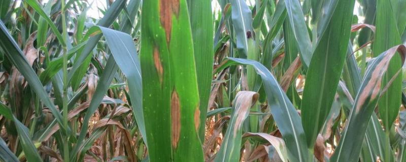 怎么防治弯孢菌叶斑病，适当早播可以减轻发病