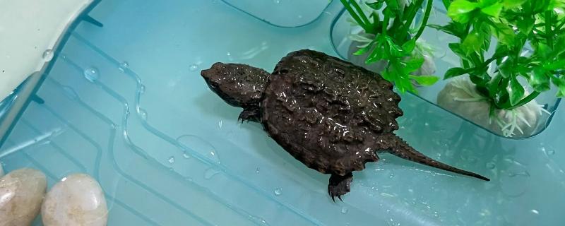 乌龟受冻后能否成活，长时间受冻会死亡