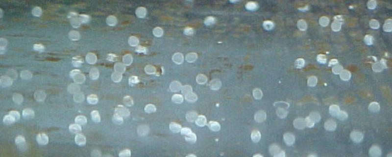 鱼卵的外观，一般呈圆球状