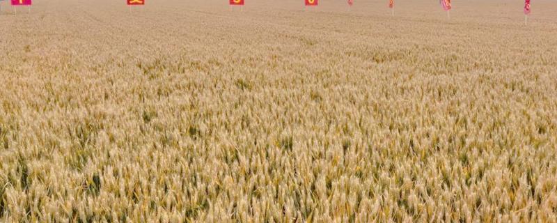 小偃系列里面的小麦是与什么杂交，以小麦为母本、以长穗偃麦草为父本