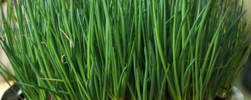 盆栽葱为什么总是烂根，可能是通风过少所致