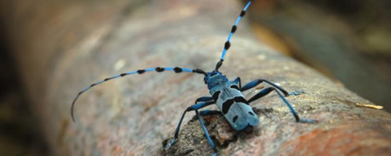 天牛是否容易养活，环境不适宜便会死亡