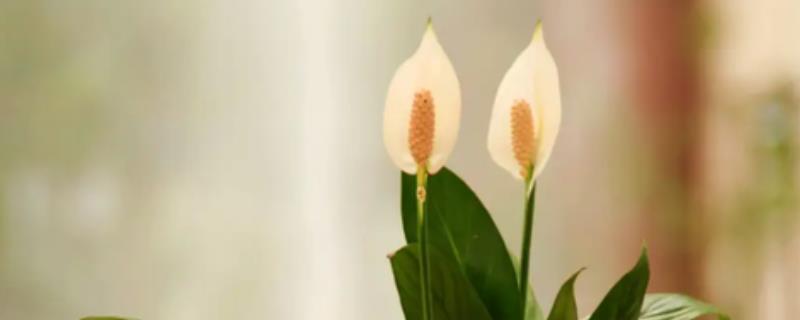 一帆风顺为何叶子发黄，可能是缺光或暴晒、高温或低温等因素所致