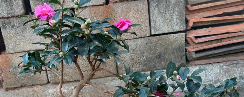 茶花耐不耐寒，茶花耐寒