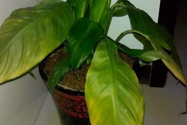 一帆风顺为何叶子发黄，可能是缺光或暴晒、高温或低温等因素所致