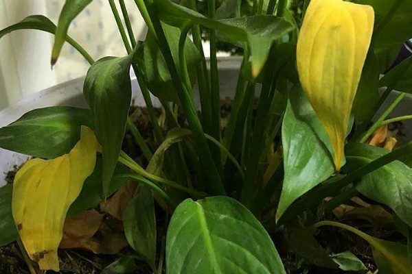 一帆风顺为何叶子发黄，可能是缺光或暴晒、高温或低温等因素所致