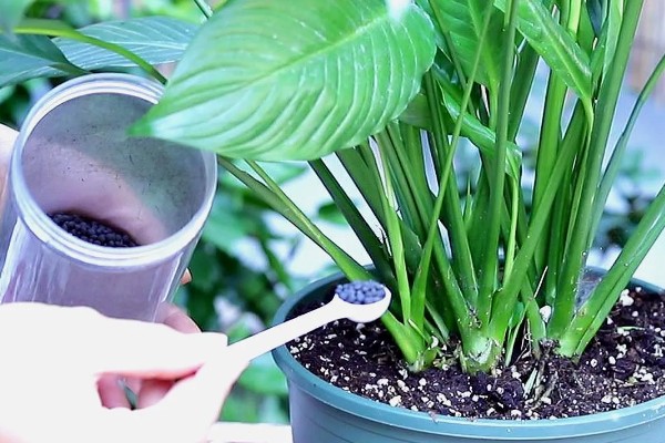 一帆风顺为何叶子发黄，可能是缺光或暴晒、高温或低温等因素所致