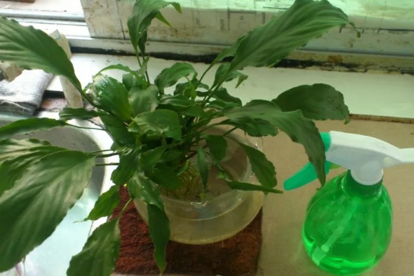 一帆风顺为何叶子发黄，可能是缺光或暴晒、高温或低温等因素所致